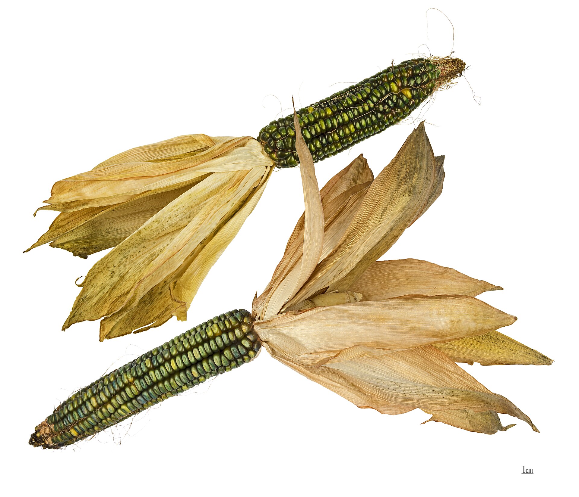 Imagem de referência relacionada a The Corn Is Green, item descrito como filme de 1945 dirigido por Irving Rapper